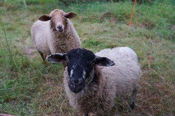 Schafe auf der Weide in der Oberlausitz