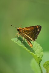 close up view of a dark palm butterfly or POTANTHUS OMAHA is isolated on a leaf