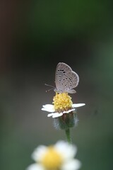 A dark grass blue butterfly is collecting nectar from a Tridax daisy flower