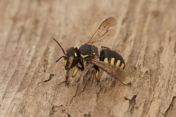 Closeup of a female woolcarder bee (Anthidium florentinum) standing on the wooden surface background