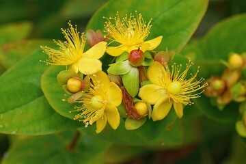 Closeup of Tutsan(Hypericum androsaemum) with green leaves blurred background