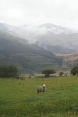 Vertical of a white sheep standing on the grass with misty mountains and sky in the background