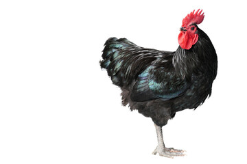 Isolated Black Australorp on white background. Six months old.