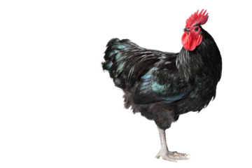 Isolated Black Australorp on white background. Six months old.