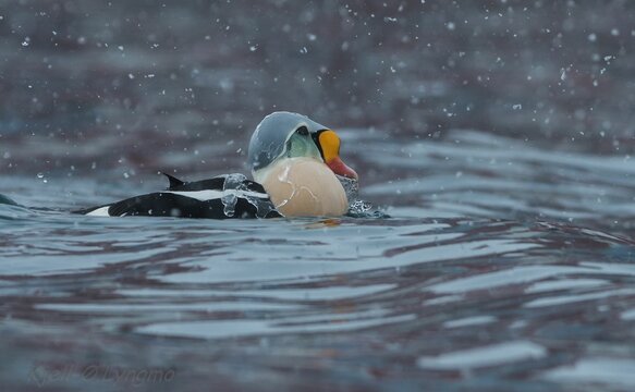 Side closeup of King eider swimming in water and snowflakes blurred background