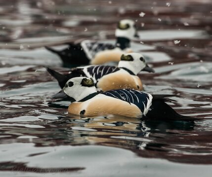 High-angle closeup of a line of Steller's eider in water with snowflakes around