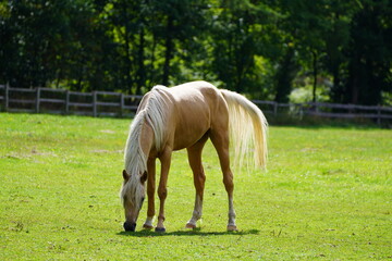 Horse grazing in a pasture.
