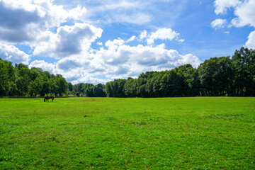 Horse meadow in Bad Wünnenberg with grazing animals.