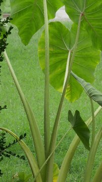 Panning shot of elephant ears getting wet in the rain, with sounds of the rain and drainage 