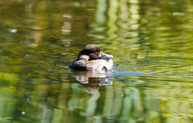 Female tufted duck at a lake. water bird. Aythya fuligula.
