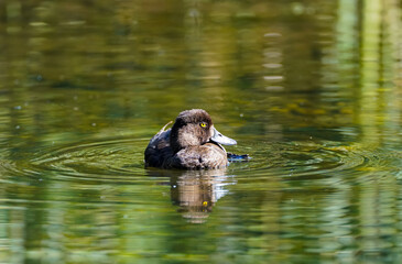 Female tufted duck at a lake. water bird. Aythya fuligula.
