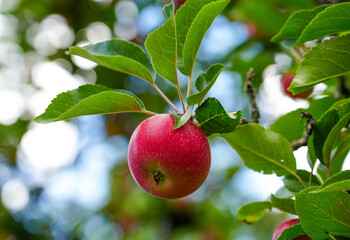 Red ripe apple on the apple tree. Fresh fruit hanging on a branch.
