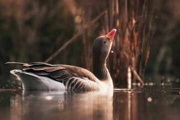 Selective focus of a Graylag Goose (Anser anser) swimming in a lake and blurred reeds in background
