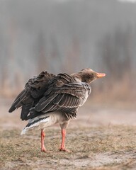Vertical selective focus of a  Graylag Goose (Anser anser) getting ready for flight