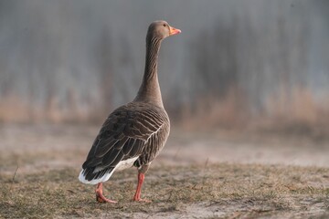Selective back view of a walking Graylag Goose (Anser anser) on a dry field