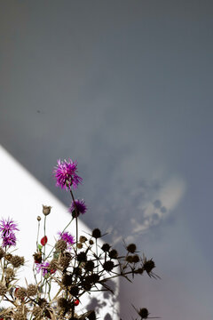 pimk flowers
