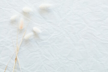 A bunch of dried white fluffy flowers on white crumpled background with copy space