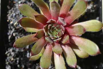 rojnik Exorna Sempervivum