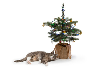 Grey and white cat laying next to the christmas tree on white background. Feline celebrating xmas.