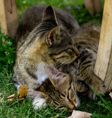 Cats lying on the grass in the park hugging each other while they are asleep.