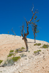 tree in the desert