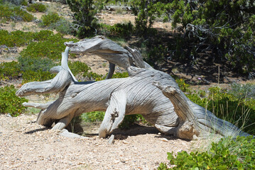 tree trunk
