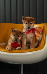 Two shiba inu puppies with red bows sit on a brown chair