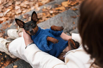 A miniature pinscher in a blue sweater lies in the arms of his human