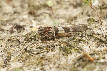 Closeup on the blue-winged grasshopper, Oedipoda caerulescens sittin the sand