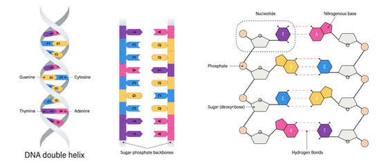 DNA structure. Nitrogenous base (Thymine, Adenine, Cytosine and Guanine), Sugar (deoxyribose) and Phosphate group. DNA nucleotide.