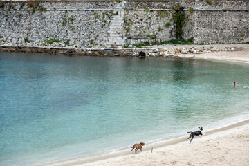 Chiens à la plage