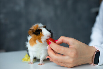 Trichromatic nice guinea pig sit on table closeup and eat food, selective focus, blurred...