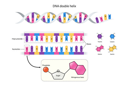 Structure of DNA double helix. Nucleotide and Polynucleotide. Thymine, Adenine, Cytosine and Guanine. Phosphate and sugar.