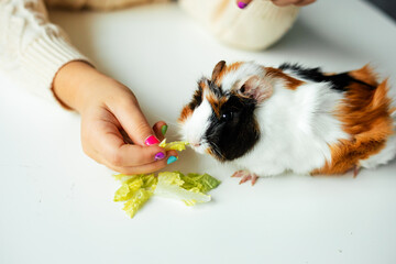 Fototapeta na wymiar White-orange-black beautiful guinea pig sit on table closeup and eat fresh lettuce. Bright manicured hand of little girl feed hungry furry cavy. Healthy feeding. Look after pets. People and animals