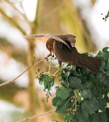 Closeup of a gray-winged blackbird eating berries from an ivy vine