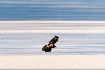 Snow-covered land with a hooded crow flying above the snow