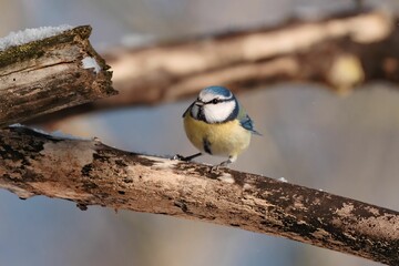 Closeup of a Eurasian blue tit sitting on a snowy tree branch