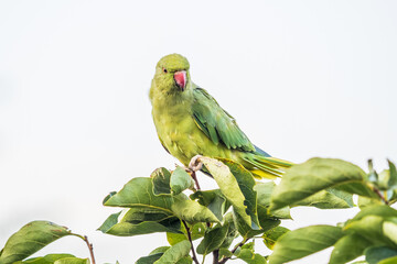 Wild parrots in the park at Pincio Hill at Rome
