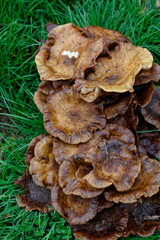 Champignon Polypore bai.