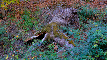 Colorful autumn scenery in the forest,  faall colors, fall