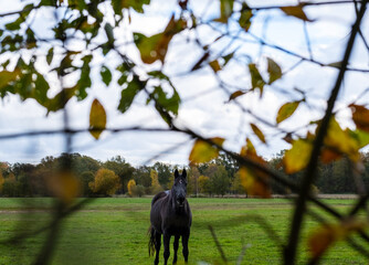 A horse standing in high grass, long mane, black horse standing in high grass in sunset light, yellow and green background