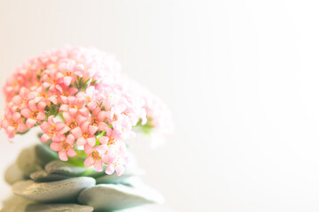 Succulent (Echeveria, crassula, aeonium, cotyledon, lithops, kalanchoe, caudex, etc)