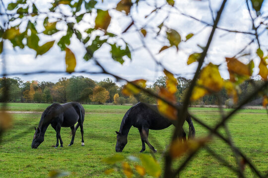 Two black horses portrait  in background on pasture