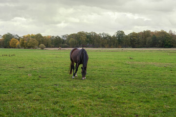 a beautiful hors grazing in a meadow on a cloudy day.