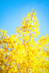 Yellow Aspens And Blue Sky