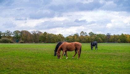 Obraz premium two beautiful horses grazing in a meadow on a cloudy day.