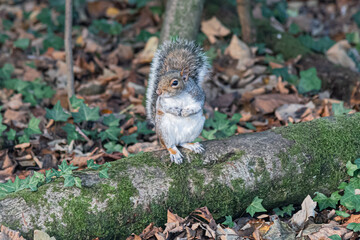 A grey squirrel sitting on a fallen tree in Cornish woodland in autumn