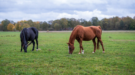 two beautiful horses grazing in a meadow on a cloudy day.