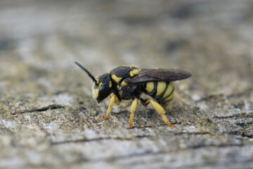 Closeup of the striped Yellow-spotted Dark cleptoparasite solitary Bee , Stelis signata