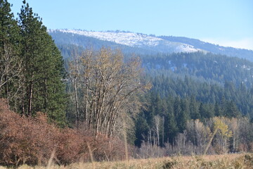 forest in the mountains
